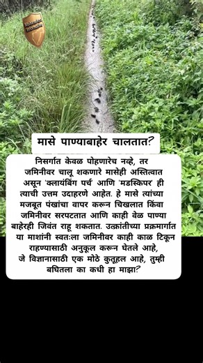 मासे पाण्याबाहेर कसे चालू लागले?!#shortsfeed #maharashtrapolitics #shorts #ytshorts