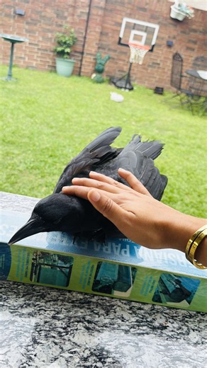 Loving Crow Friend from Punjab