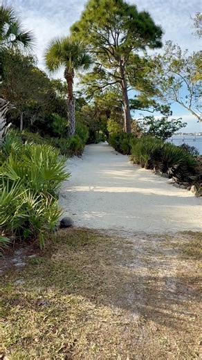 Gopher Tortoise going for a walk #tortoise #shorts #wildlife #florida #nature #wildanimals #palmcity