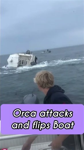 Orca attacks Boat