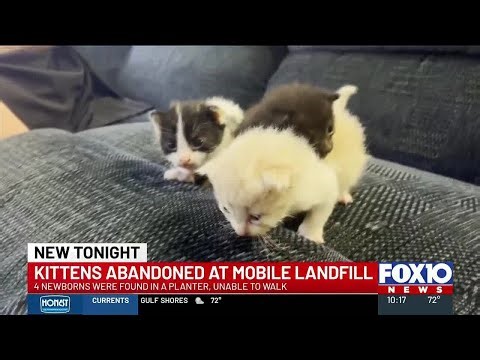 4 kittens abandoned at Mobile landfill