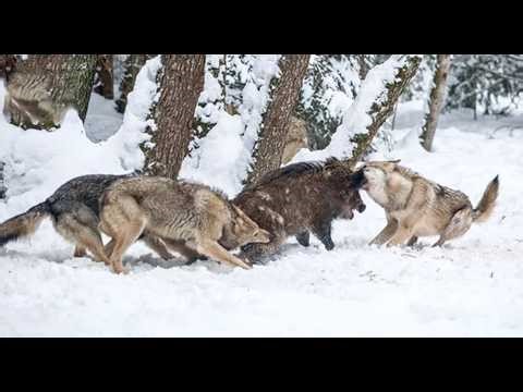 Most Terrifying Wolf Attacks Ever Recorded | Animal Fights