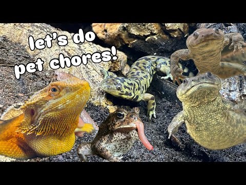 pet care vlog ft salamanders and lizards