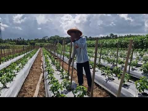SMART FARMER INSTALLS CHILI STAKES BY HAND WITH AMAZING SPEED | SATISFYING SKILL! - agricultural