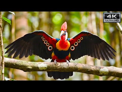 The Most Beautiful Birds in the World | Stunning Colors and Nature | Stunning Nature - 4K ASMR