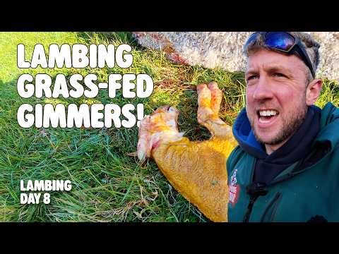 Should we be lambing outside? Day 8 Lambing 2026