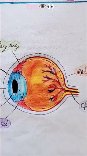 Structure of the Human Eye 👁️ and 5 Tips to keep Our Eyes Healthy