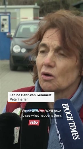 Rescue efforts continue for stranded whale off Germany