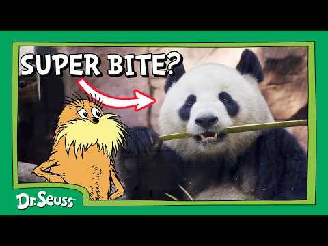 Why Pandas Are Super Munchers! | Lorax Nature Club | Dr. Seuss