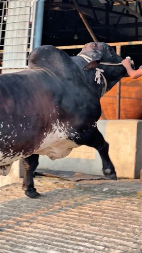 Hefty Tri Color Brahman Bull Returns to the Barn! 🐂👑