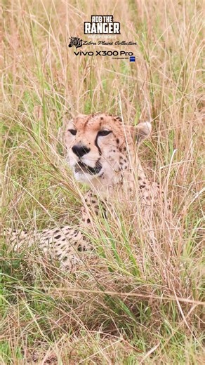 🐆🐆 Cheetah In The Grass 🐆🐆 #vivoX300pro #wildlife
