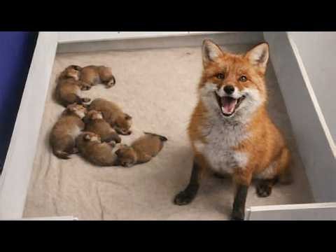 When Mama Animals Proudly Show Off Their Babies 💖