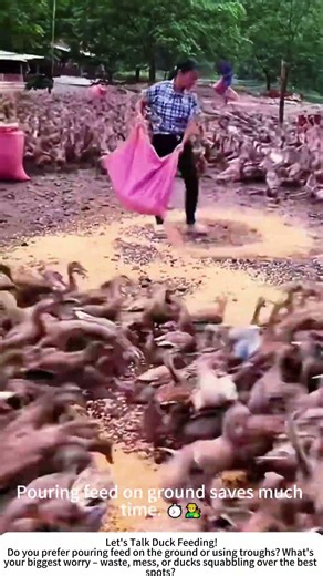 Feeding Ducks with Corn Poured Right on the Ground 🦆🌽