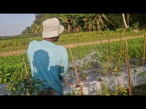 AMAZING FARMING INNOVATION! ADVANCED WATERING TOOL EVERY FARMER WILL LOVE! - agricultural
