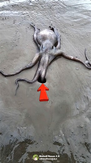 How Can an Octopus Fit Into a Tiny Hole? Amazing Ocean Fact! 🐙 #shorts