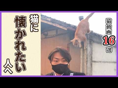 そんなあなたに、茶トラ猫です。動画16選｜PECO