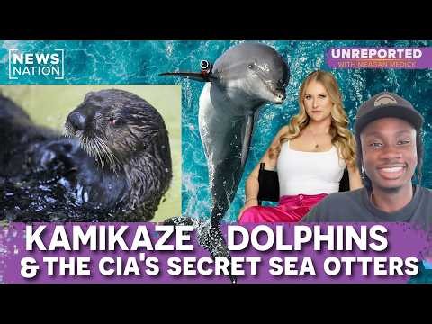 Kamikaze dolphins? Inside the military's Marine Mammal Program | Unreported w/ Casual Geographic