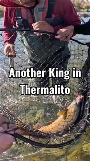ANOTHER KING SALMON at Thermalito! 🎣🔥 #Shorts