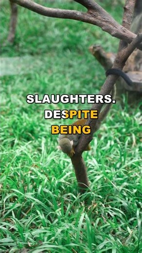 Why Did All The Orangutans Die Overnight?