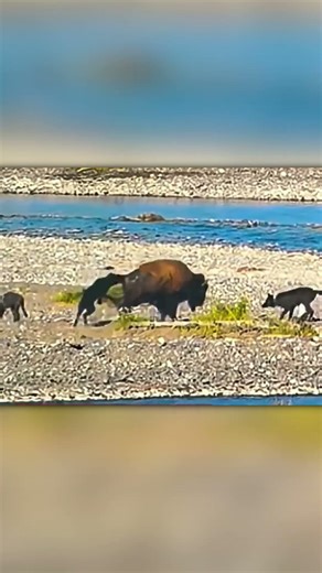 Wolves Attack a Bison… Bison Fires Back with a Kick 😳