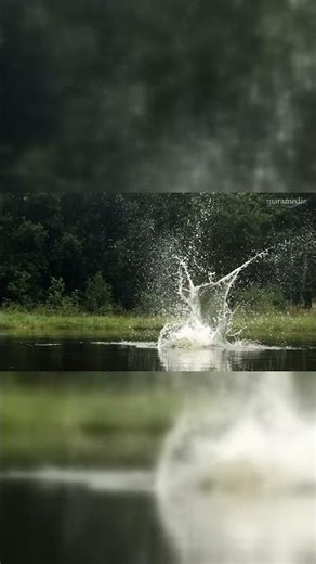 Osprey Catching and Eating a Fish | Nature's Ultimate Fishing Bird | 4K Wildlife Documentary