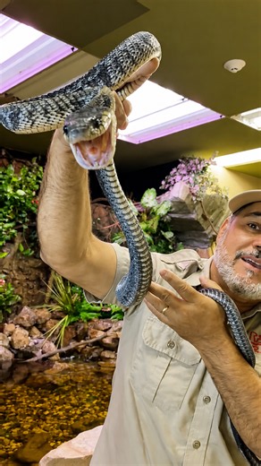 Massive Burmese python stretches nearly nineteen feet across floor
