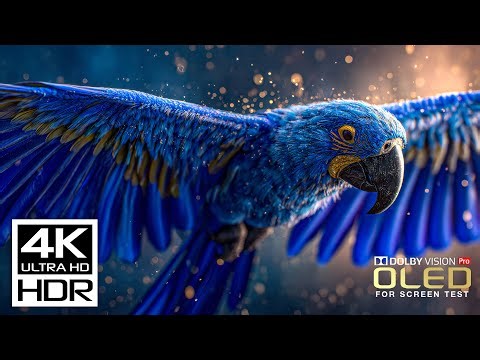 EPIC OLED TEST Video | Peaceful 4K HDR 60fps Dolby Vision (8K/4K Video TV)