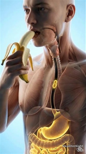 3D Human Digestive System Animation | Banana Digestion Inside the Human Body #humanbody