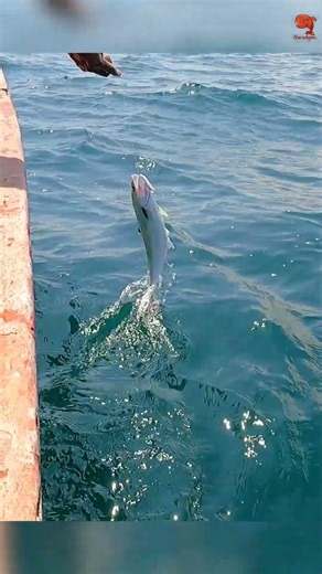 Sea Fish Catching Videos #fishing #fishingvideo #fishingtime