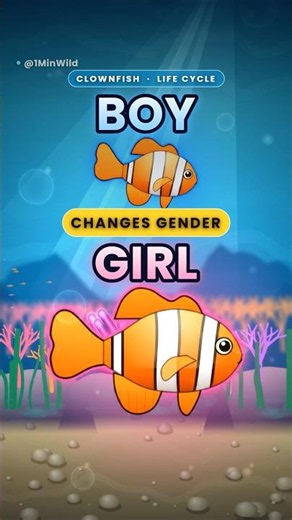 When the Female Clownfish Dies, the Male Becomes Female 🐠 life cycle