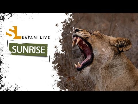 Happy lion cubs - SafariLIVE Sunrise - 04 January 2026