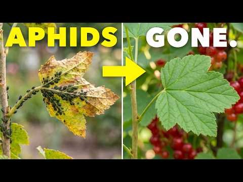 The Clever Way Smart Gardeners Eliminate Aphids