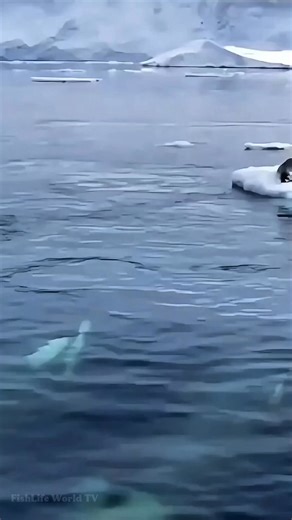 The orcas work together, generating powerful waves to wash the seal off the iceberg, an intense display of teamwork and strategy. 🦭🐋😱😱😱 . . #orcawhales #orcas #killerwhales #seal #wildlife #NatureDocumentary #oceanlife #marinelife #FishLifeWorldTV | FishLife world TV