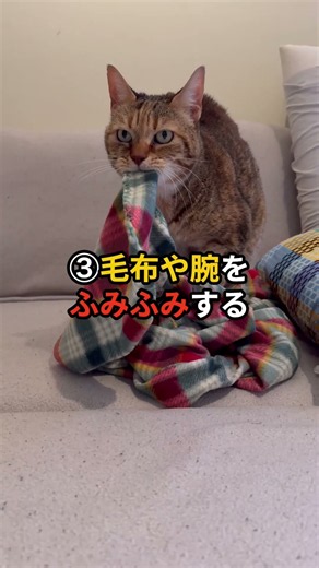 飼い主も勘違い？猫が愛してる人にする行動6選