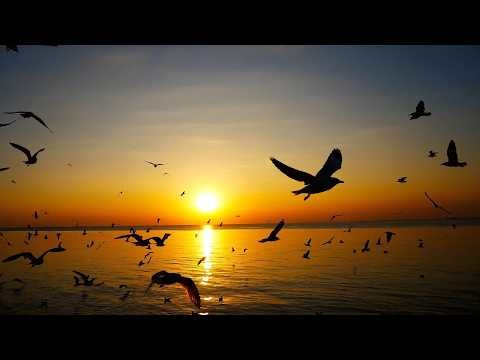 Seagulls & Ocean Waves 🌊🐦 Coastal Sounds for Stress Relief & Mental Reset (1 Hour)