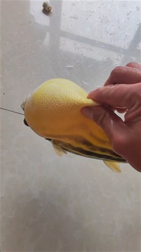 How do Puffer Fish inflate themselves both in and out of water? #shorts