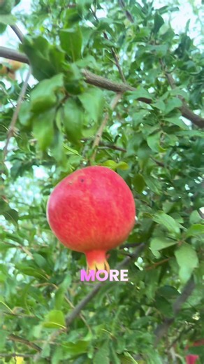 How to Tell When a Pomegranate Is Ripe