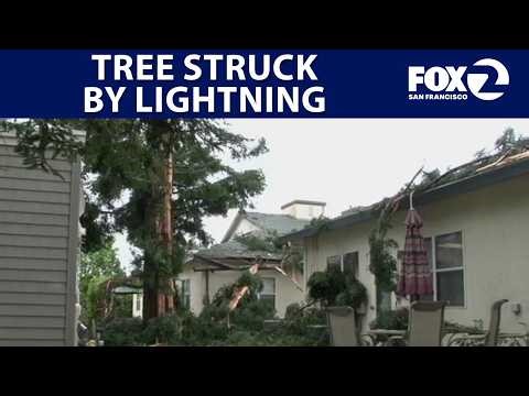Santa Rosa tree explodes after lightning strike | KTVU