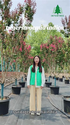 Lagerstroemia indica ,summer flowering magic plants!#chinanursery #lagerstroemia #intertreegarden #landspace #plants