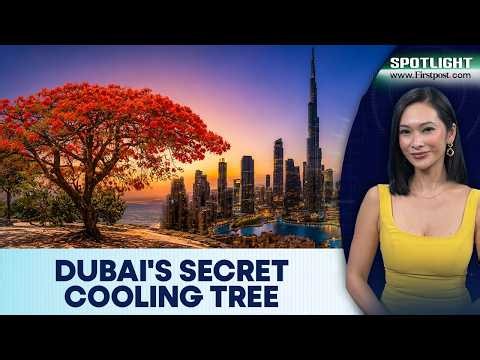 How 50,000 Flame Trees Are Making Dubai Cooler | Spotlight