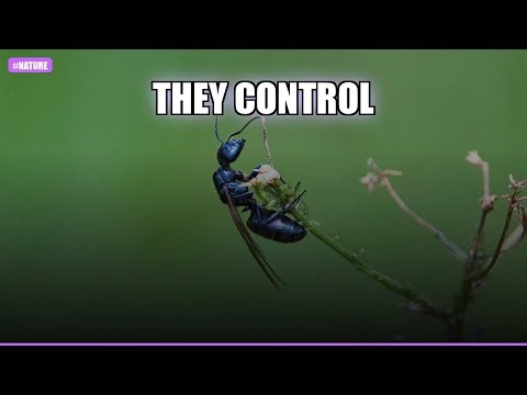 The Mind-Controlling Fungus: Nature's Ultimate Puppet Master