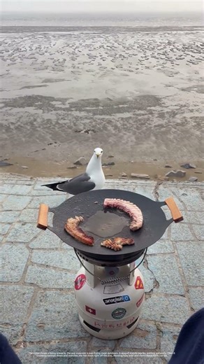Seagull Swoops to Steal Fried Meat | The Ultimate Coastal Snack Heist