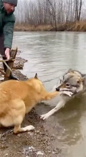 Dog Owner Faces a Wolf to Save His Pet