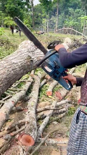 Chainsaw Action: How Modern Tools Streamline Tree Cutting