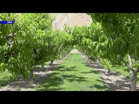 Colorado farmers brace for losses as drought persists