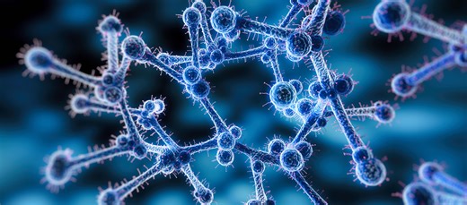 Superbug fungus Candida auris: what to know as US faces alarming spread