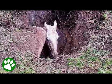 Horse Stuck in Mud Pit Gets Dramatic 14-Ton Excavator Rescue