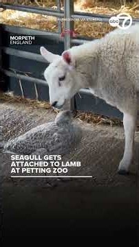 Seagull gets attached to lamb at petting zoo
