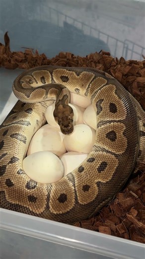 Sunset Clown Ball Python Eggs!