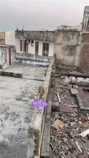 Kite looting 🪁😱#shorts #kiteflying #kite #patang